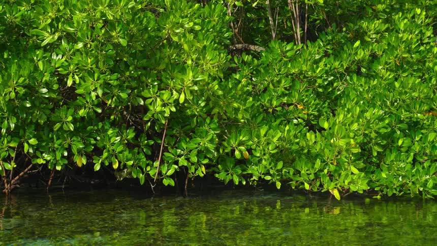 A river with trees leaves and branches reflecting off the water