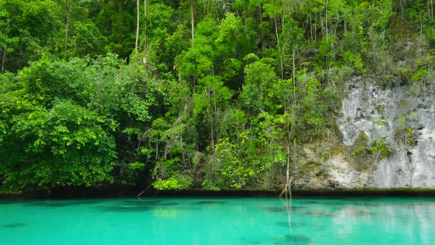 Trees are surrounding the lake in spring