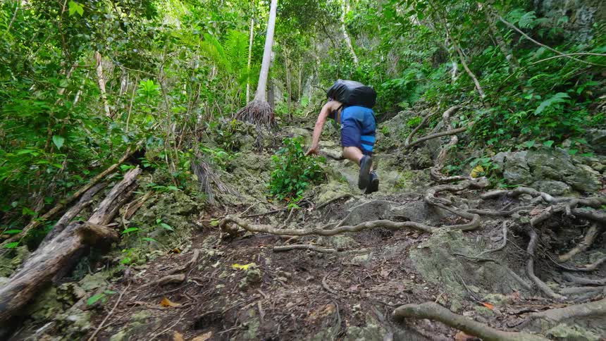 A man is hiking through a forest