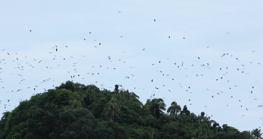 A flock of birds flying over trees in a jungle