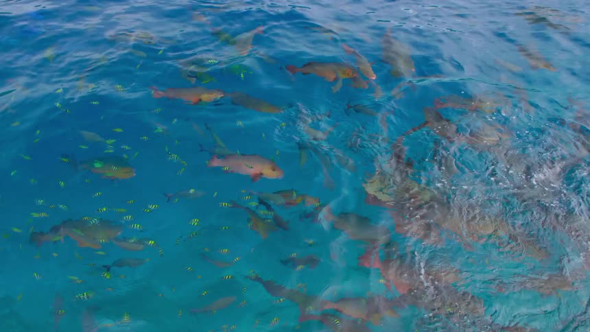 Fish are swimming in water