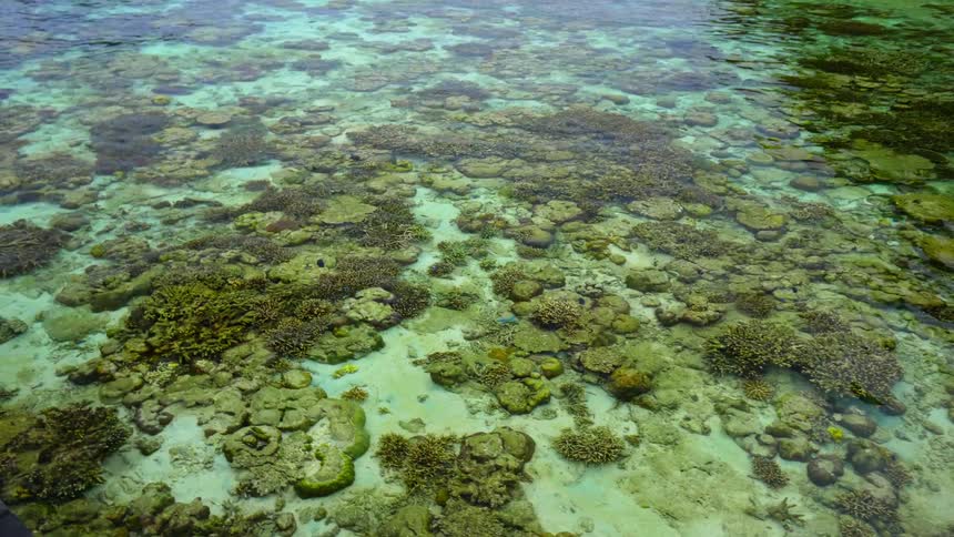 Colorful fish swim in clear sea water