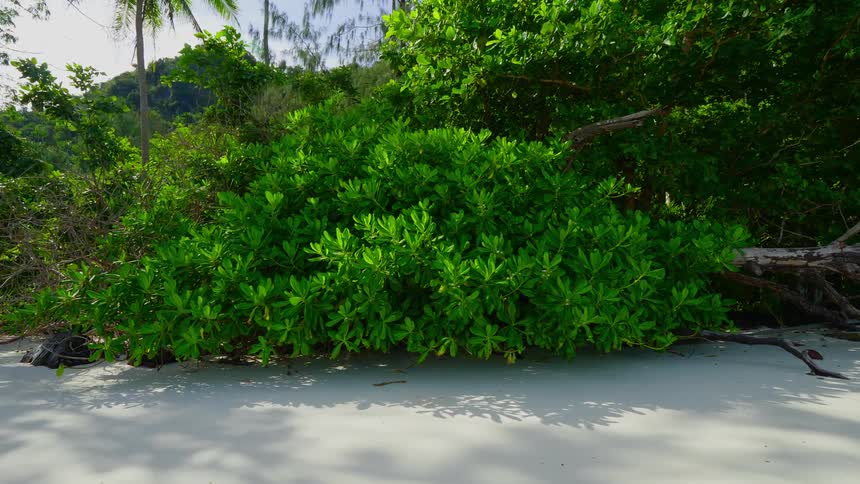 Lush green vegetation growing on a tropical sandy beach in the daytime
