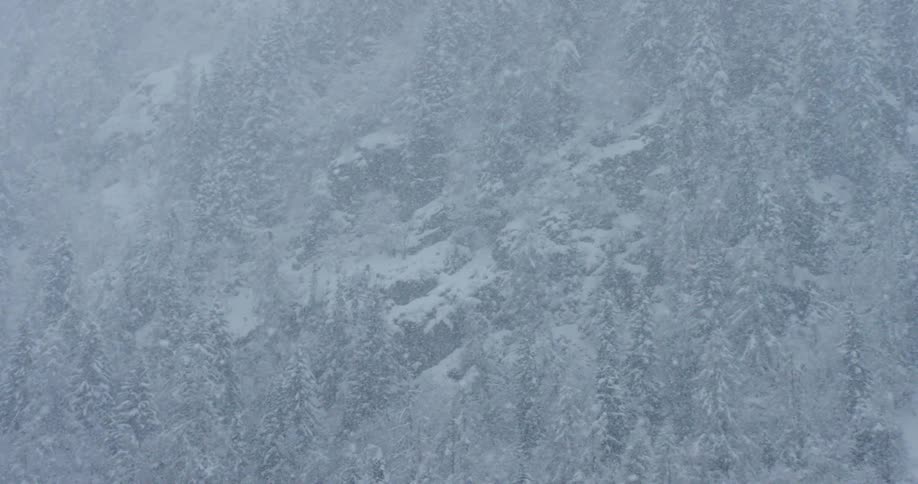 Snow falling over a forest