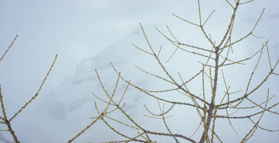 Bare tree branches outside on a winter day