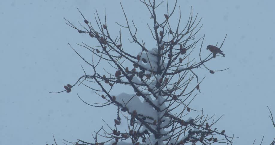 A bird hopping on a tree branch in a snow storm