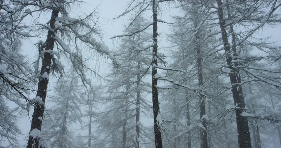 Its snowing in the forest during winter
