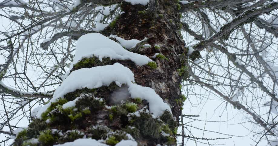 A large tree trunk and bare branches with snow falling