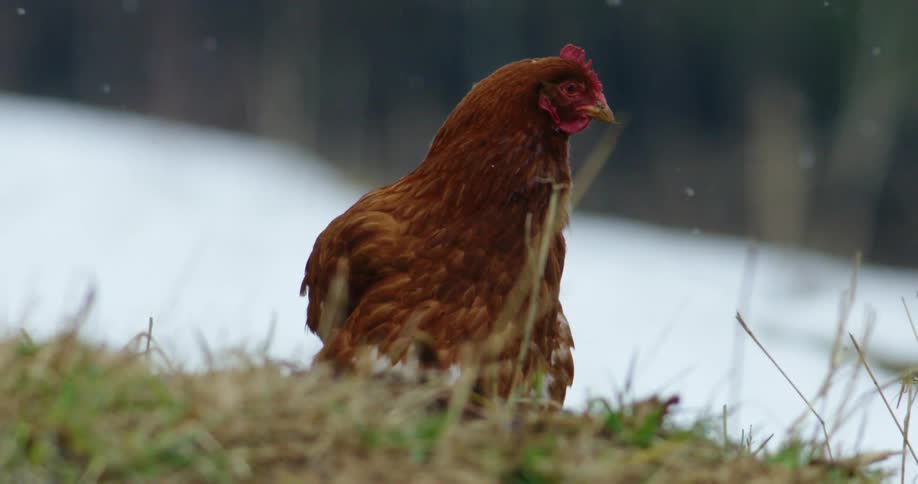 A chicken sitting on grass in the snow