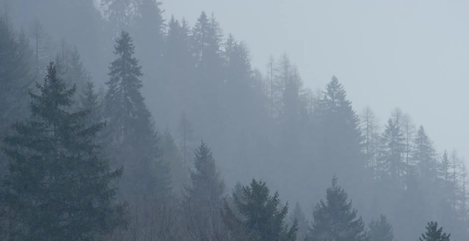 Its snowing in a forest during the day