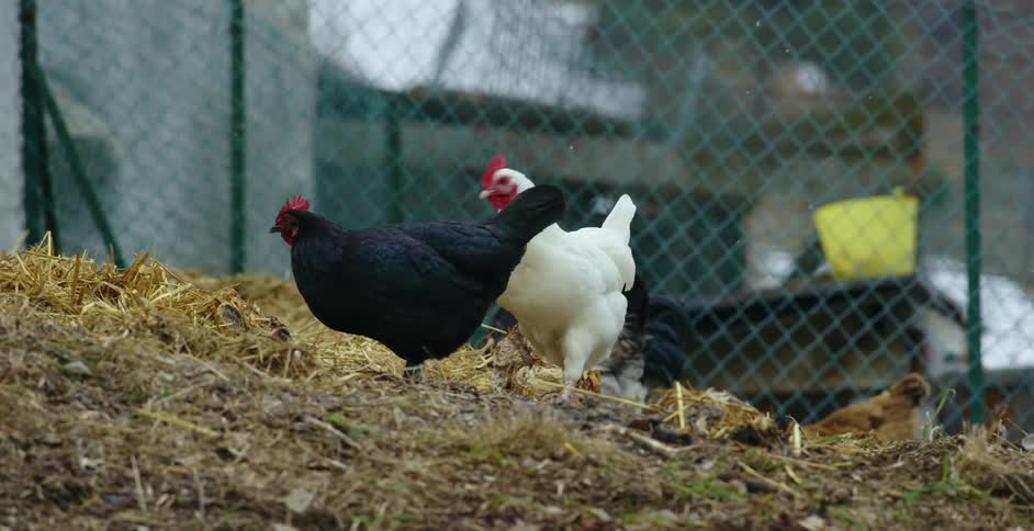 Chickens in a coop walking through straw on a farm