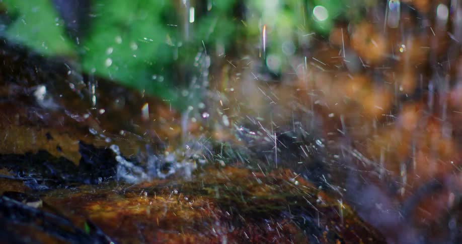 Its raining in the forest during spring