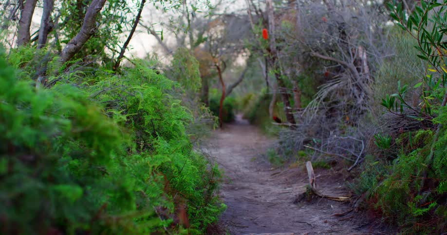 A dirt path lined by shrubs and trees in nature