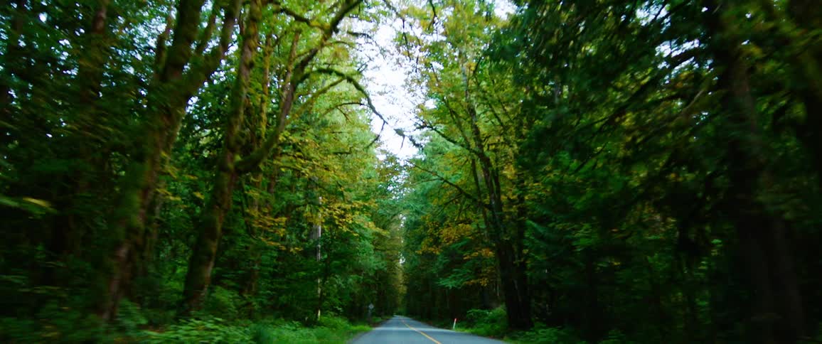 Highway bordered by woods on both side