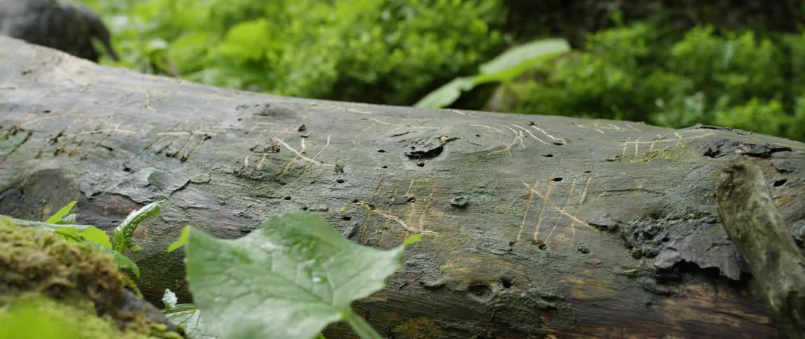 Tally marks carved into a fallen tree in nature