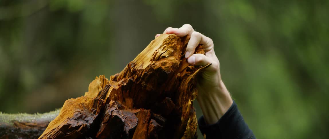 A guy is holding onto a tree branch