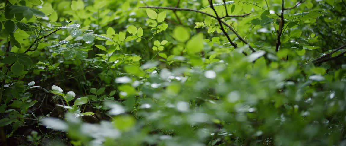 Green leafy plants outside on a summer day
