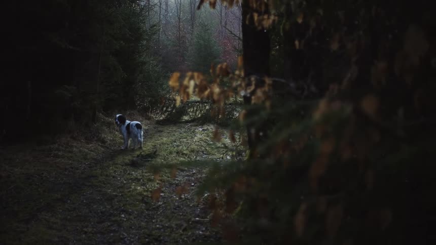 A dog stands alone in a woodland during the day