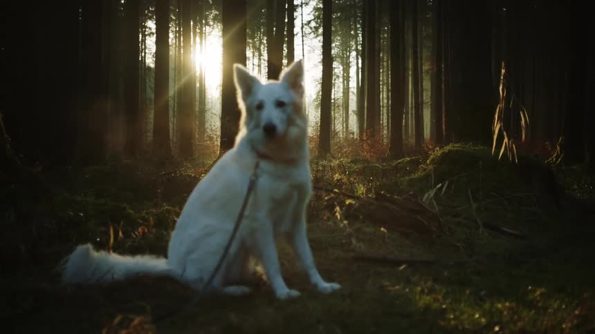 White dog on leash sits in clearing in forest with sun shining through trees behind it