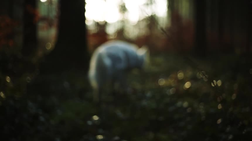 A dog is walking in the forest