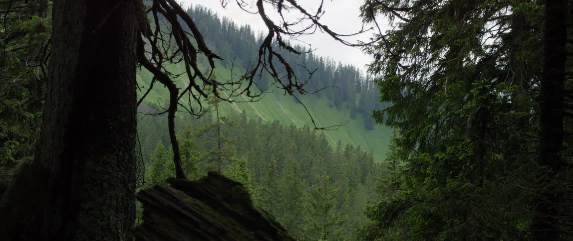 A forest with trees and branches with the sky and clouds in the background