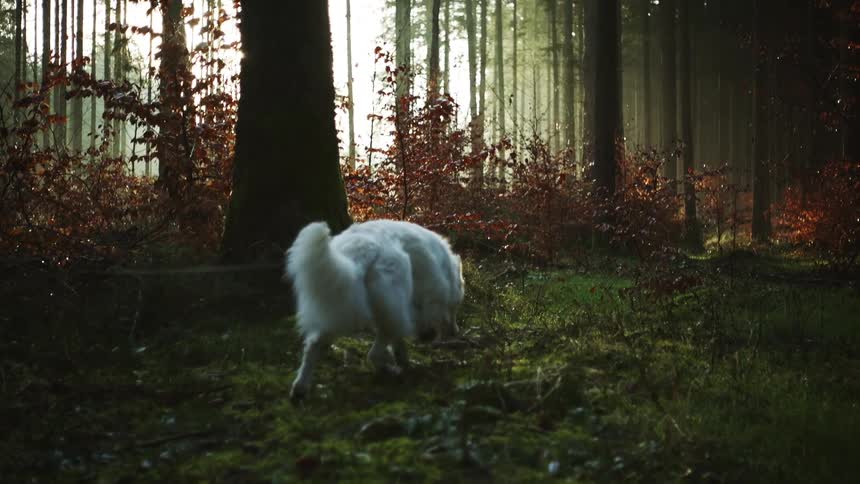 A fluffy white dog being walked on a leash in a forest