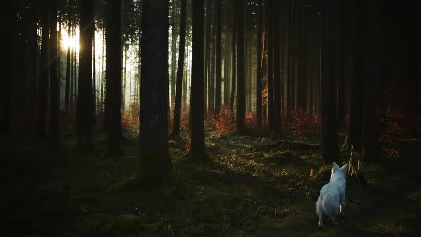 A dog walks through the forest