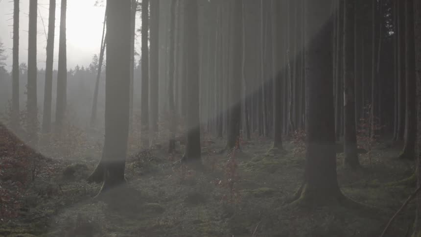 Mist covers tall trees in forest