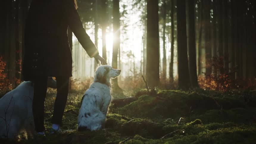 A woman standing in a forest pets her dogs head