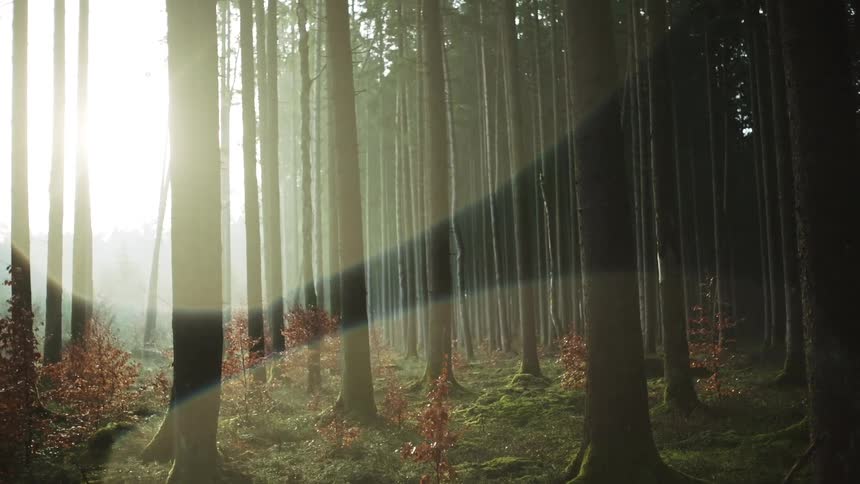 Small brown trees sit between tall trees in a forest