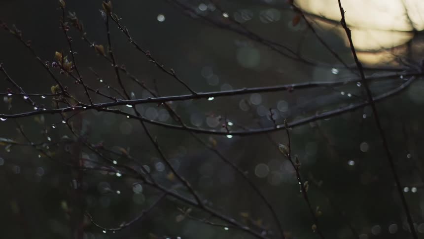 Dew clings to bare branches on a tree in the forest