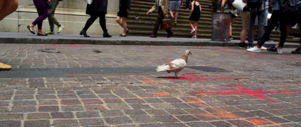 A pigeon walks past the crowd