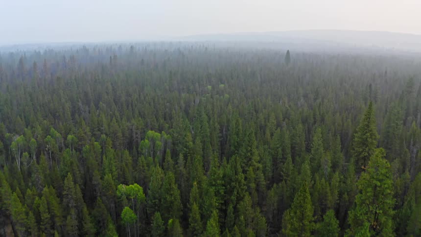 An aerial view of pine trees in a forest on a misty day