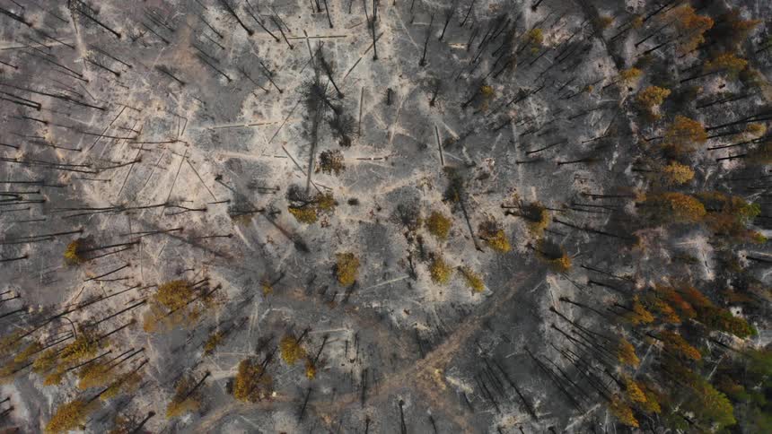 Birds eye view of trees in a forest after a fire