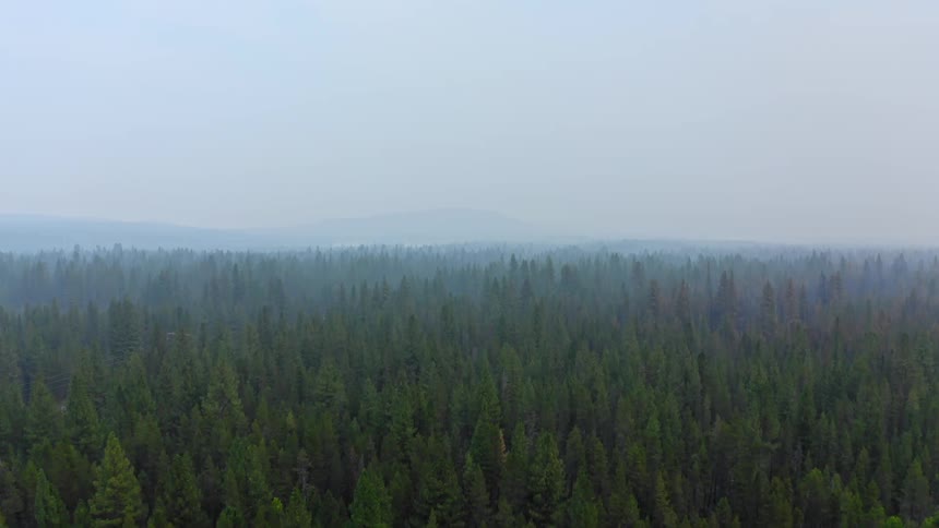 An aerial view of pine trees in a forest on a hazy day