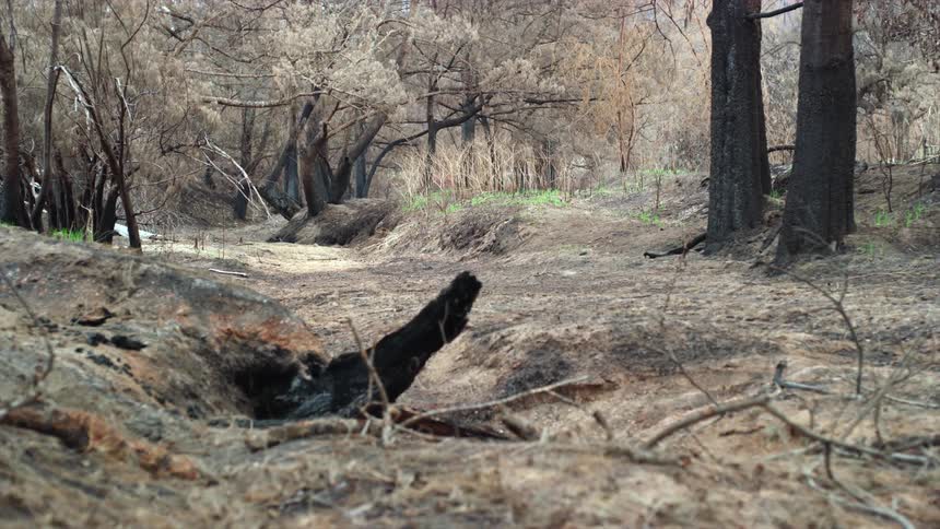 A woodland filled with trees and vegetation losing their color