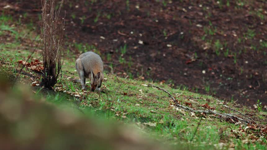 Kangaroo bends down to graze grass among dried leaves before looking up again