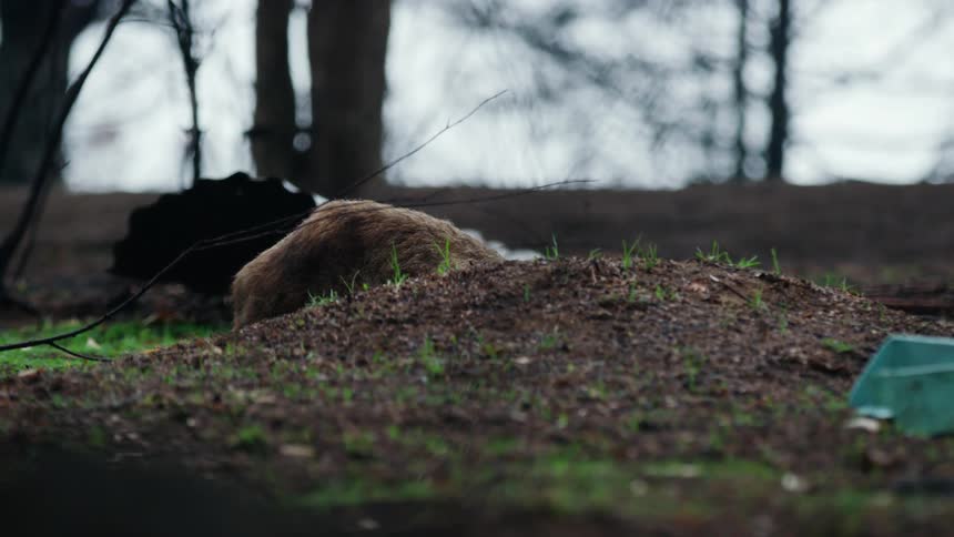 An animal with brown fur with grass and dirt in the foreground and trees the sky and clouds in the background