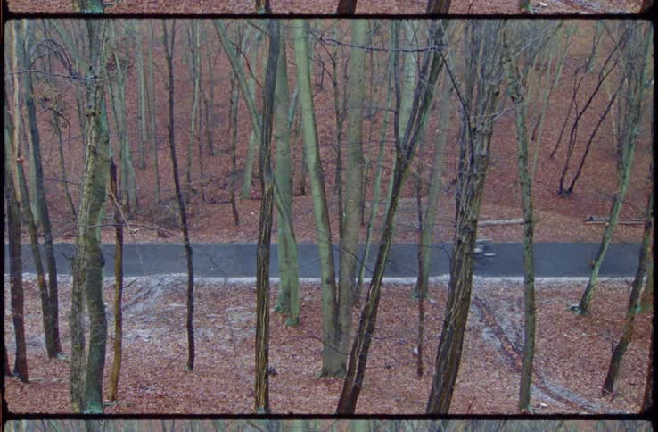 Motorcyclist rides along asphalt road through leafless trees
