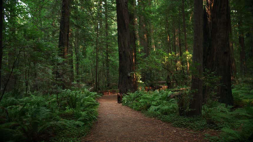 A path in a forest