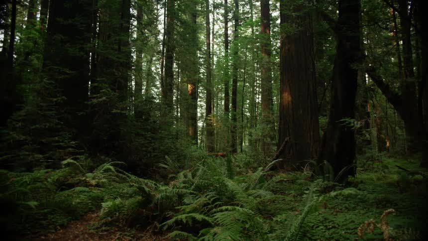 Plants in a forest is displayed
