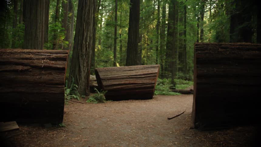 Large segments of sawed tree occupy clearing in forest