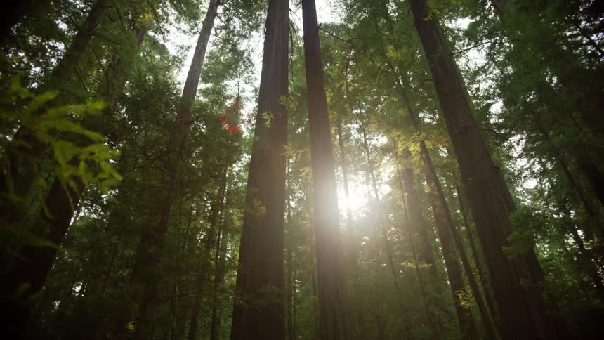 Sun shines through tall conifer trees in thick forest