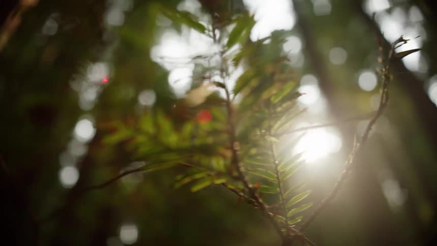 Sunlight shining on a pine tree branch in a forest