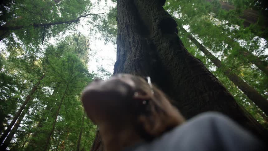Woman with sunglasses and brown hair looks up at tall trees in the woods
