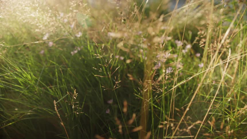 Water laps against shore of grass and plants with small flowers and grains