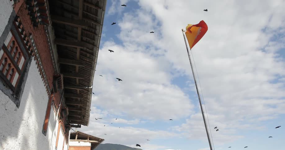 Birds circle a flagpole