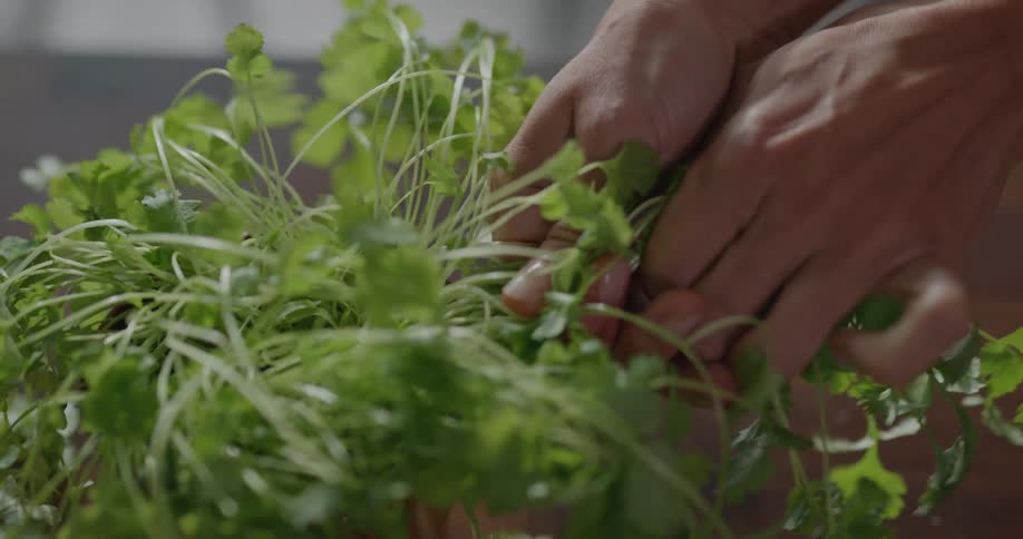 Woman tears section off herb plant sitting on wooden surface next to carrots