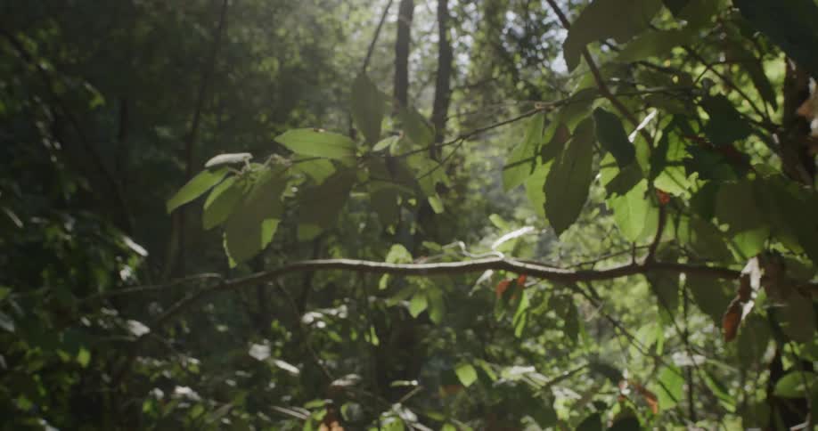 The sun is shining on the forest in spring