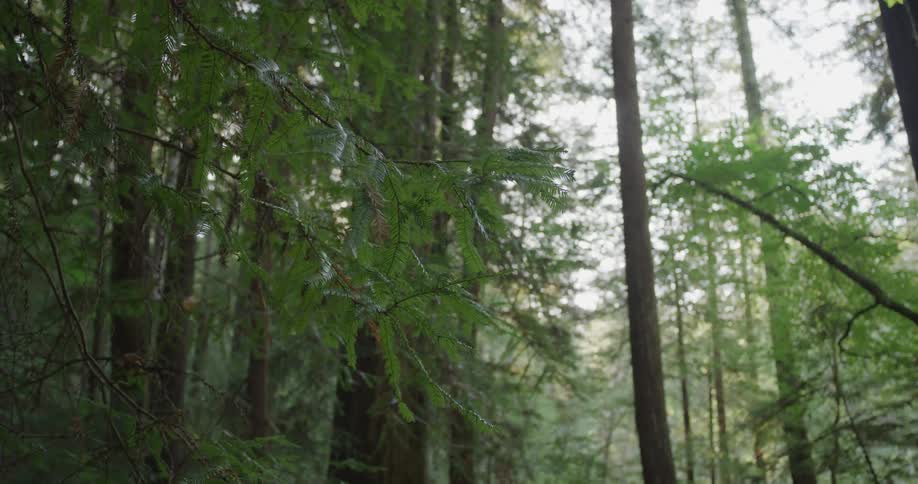 The sun is shining into the forest